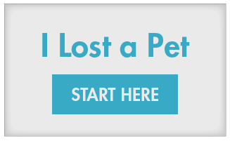 I-lost-a-pet