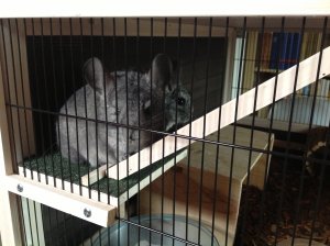 chinchillas1